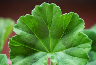 Geranium Leaf Absolute Oil(Pelargonium graveolens)